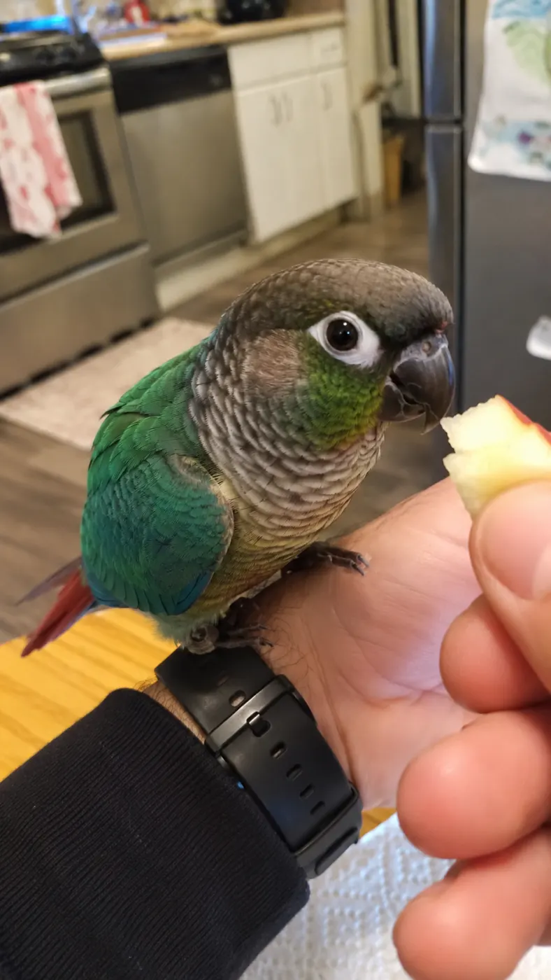 kiwi