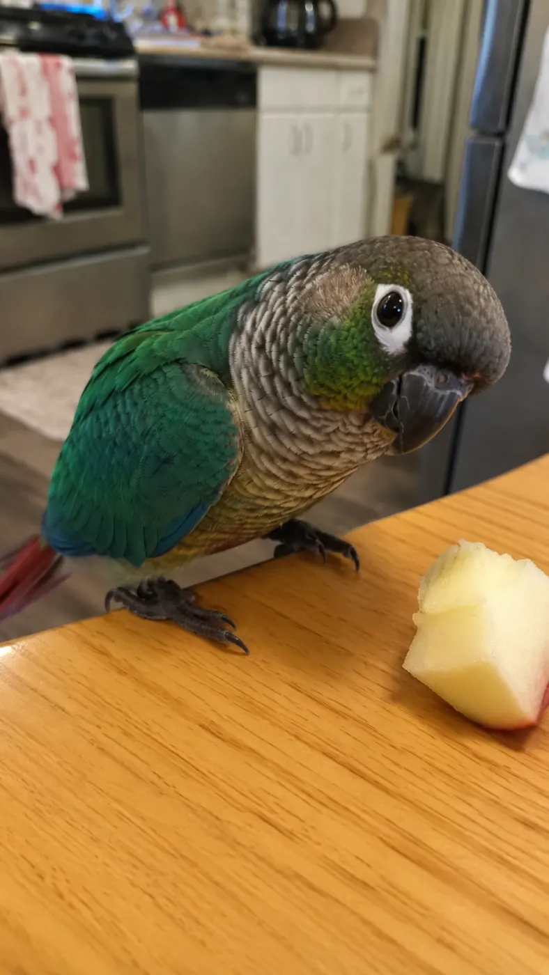 Kiwi