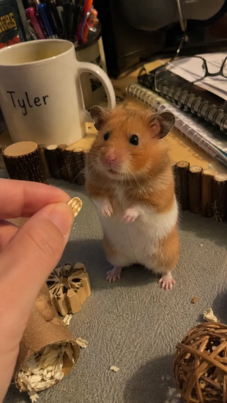 Biscuit