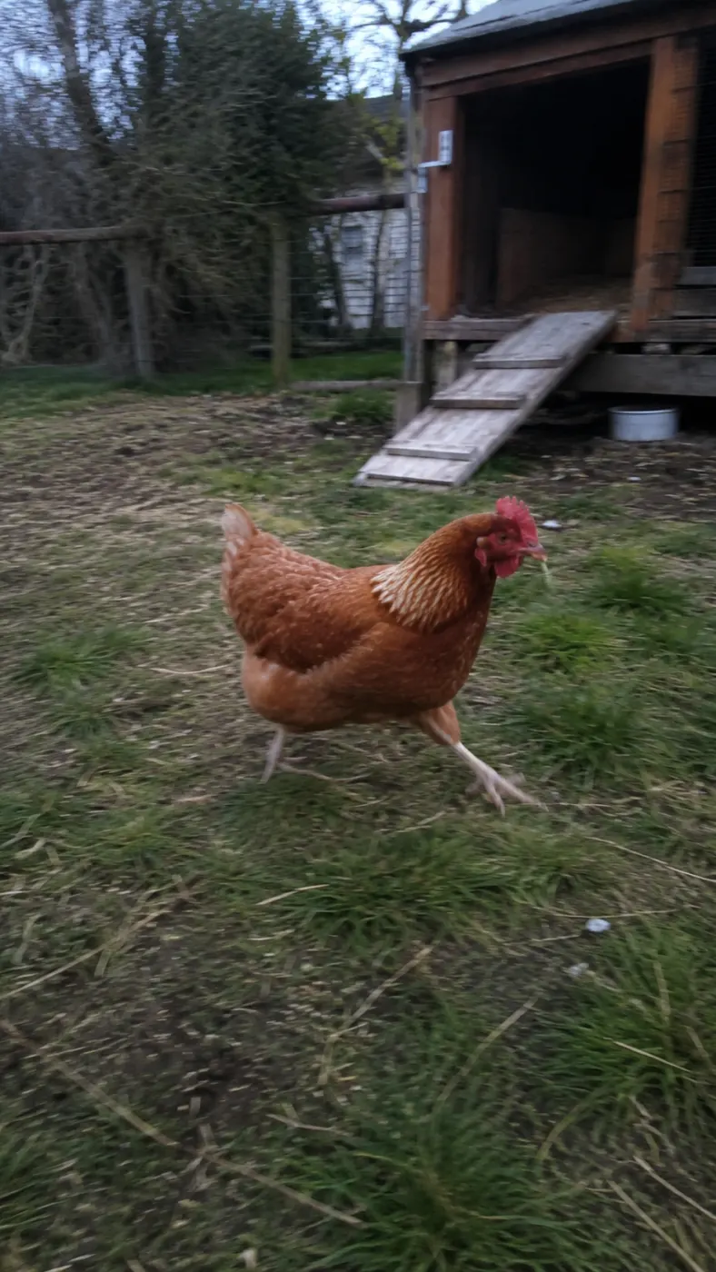 Penny