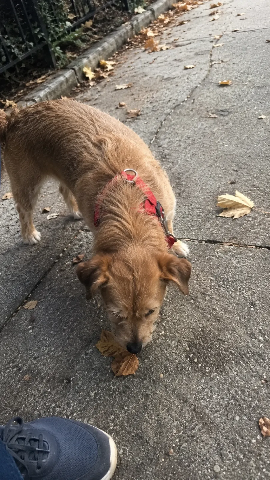 Rusty