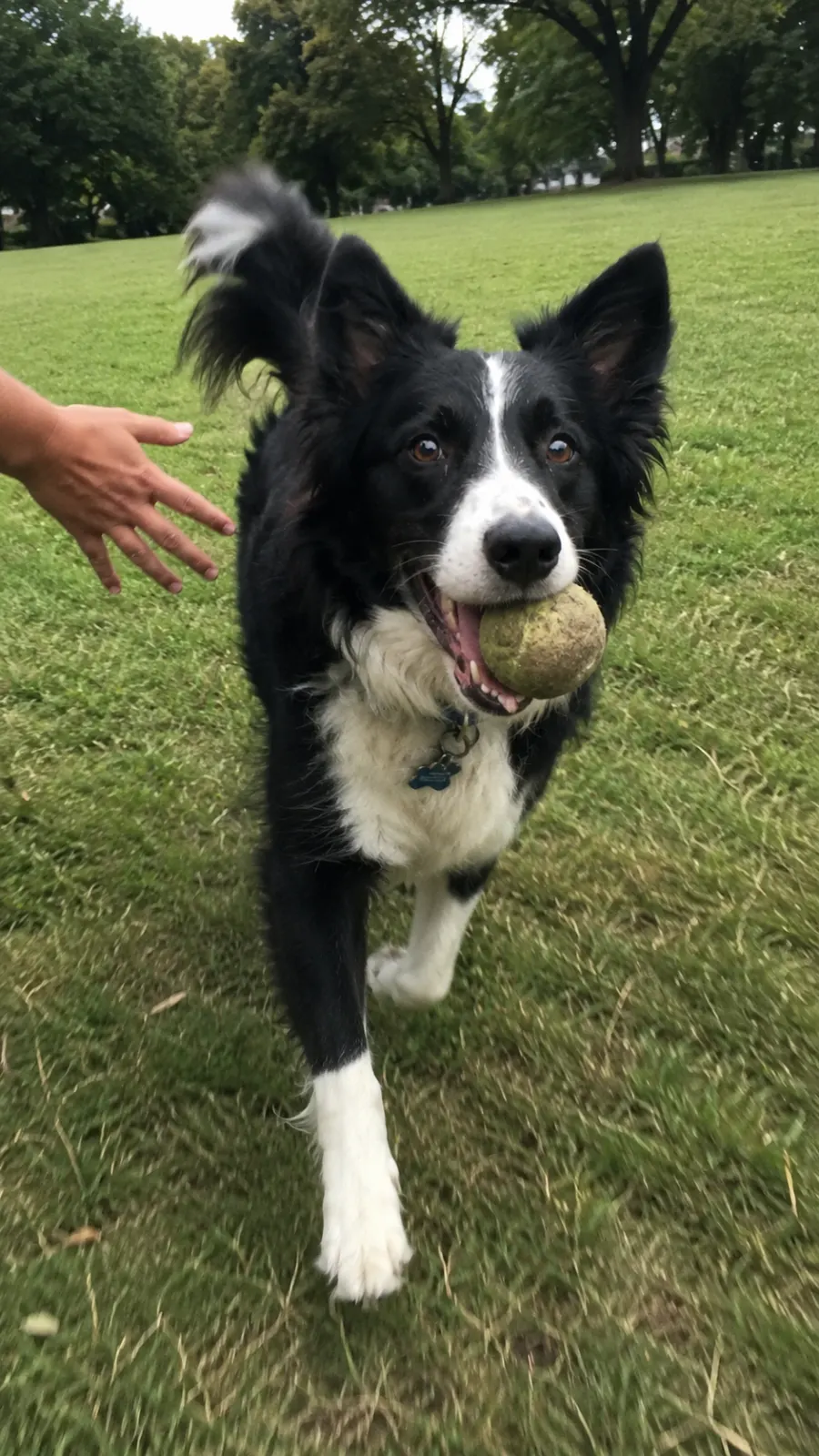 Scout