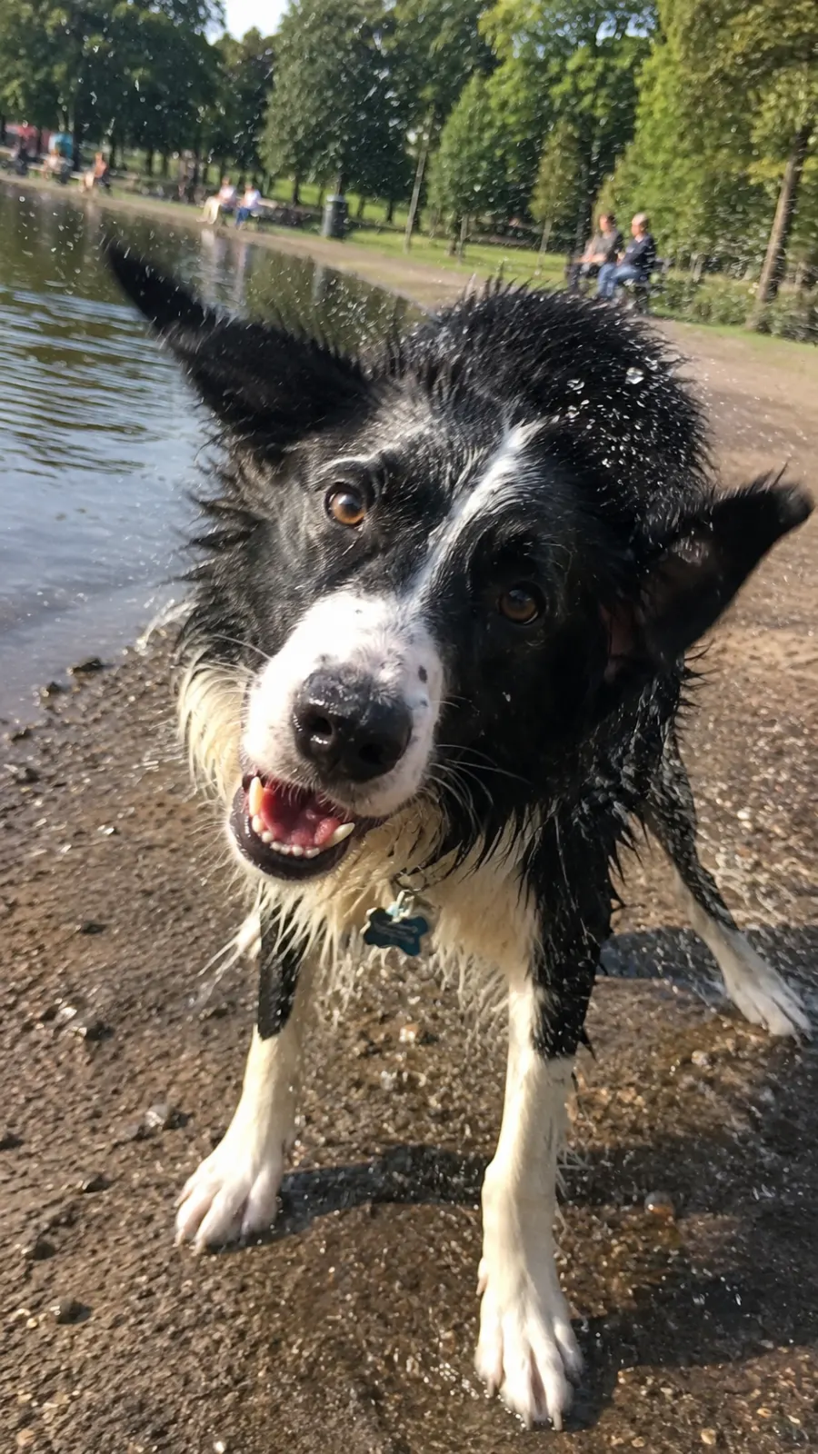Scout