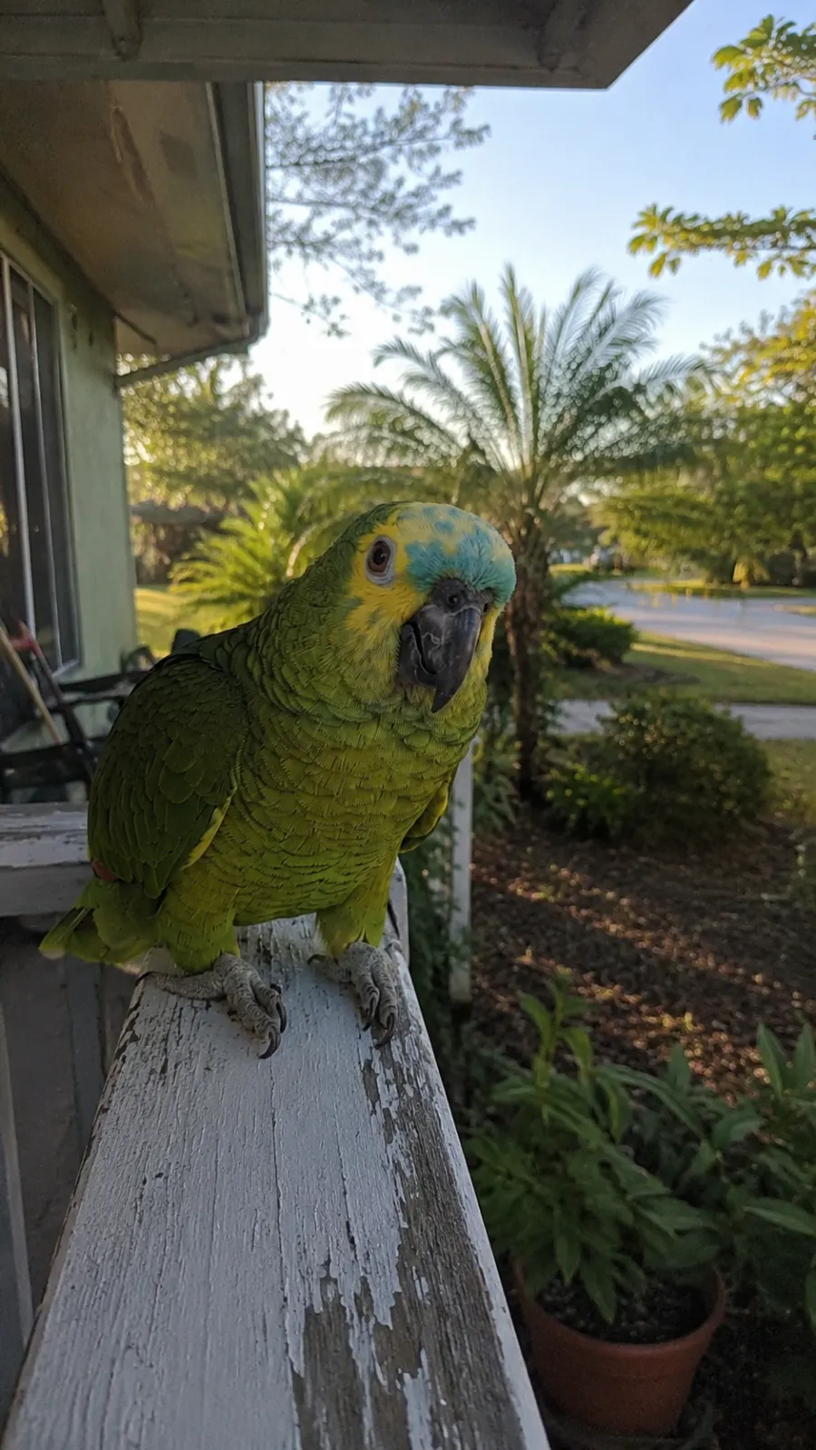 Pico