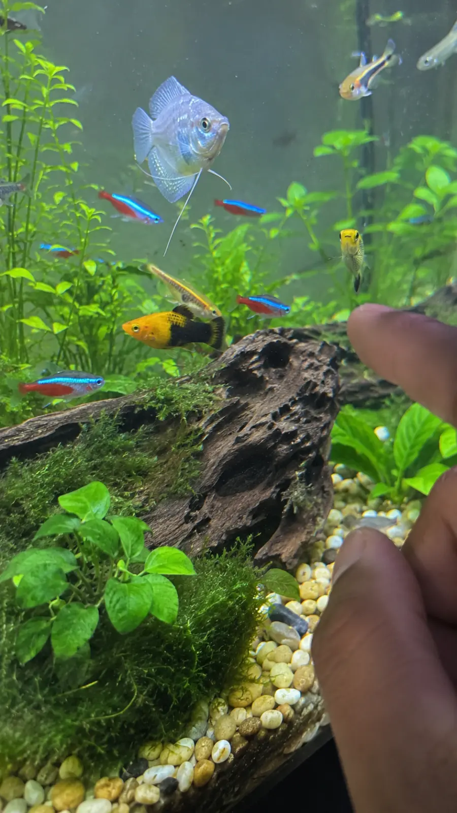 The Blue Tank Crew