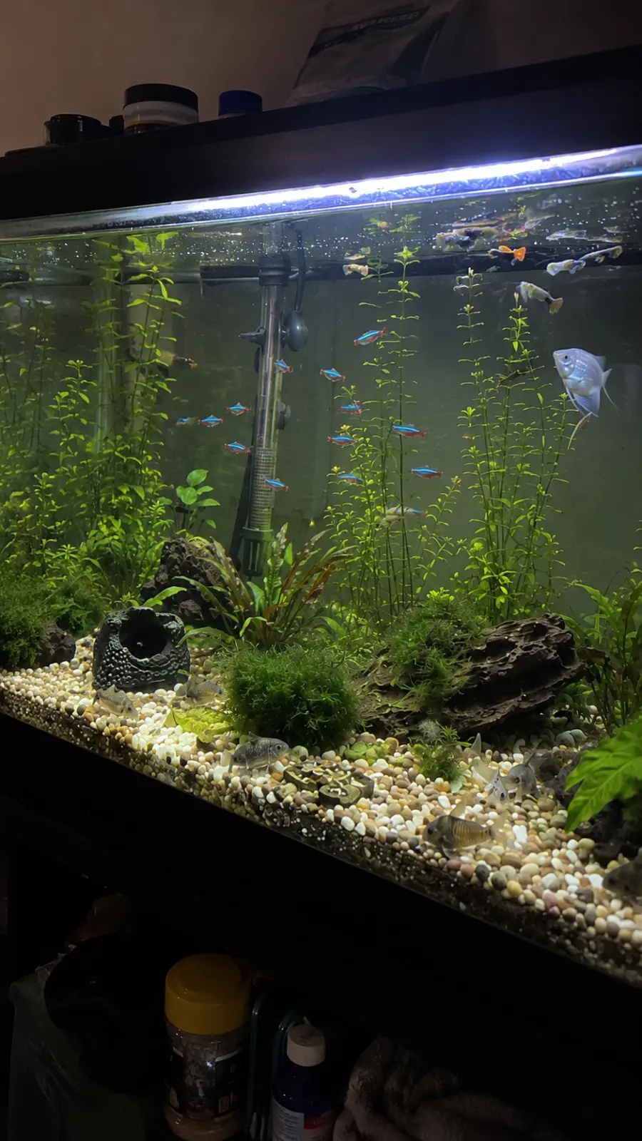 The Blue Tank Crew