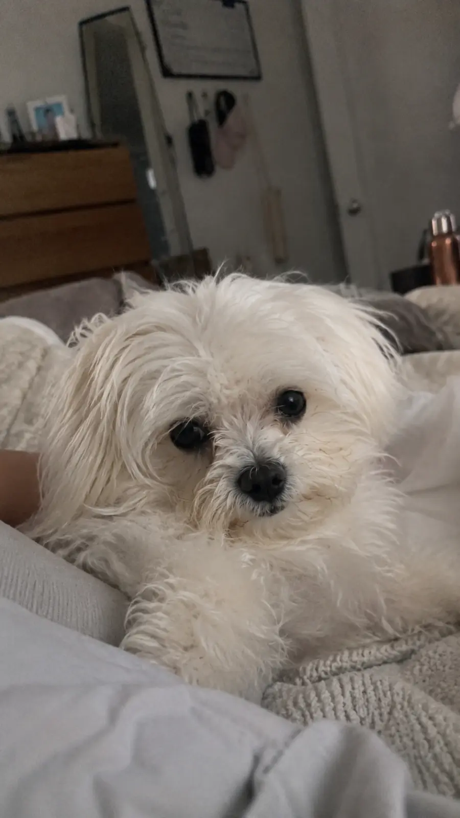 Daisy
