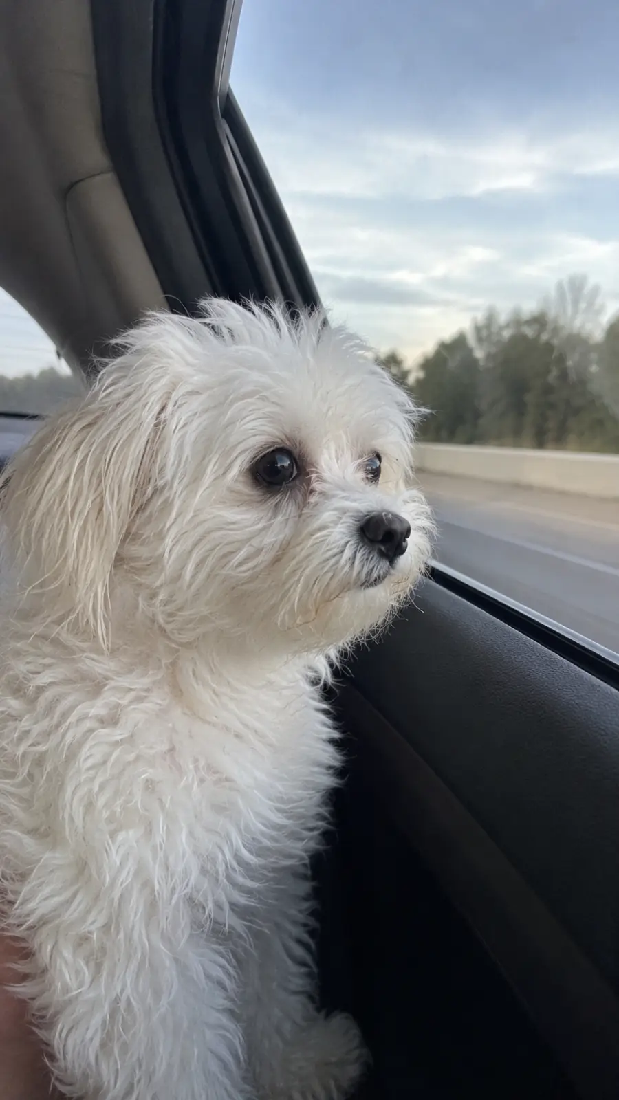 Daisy