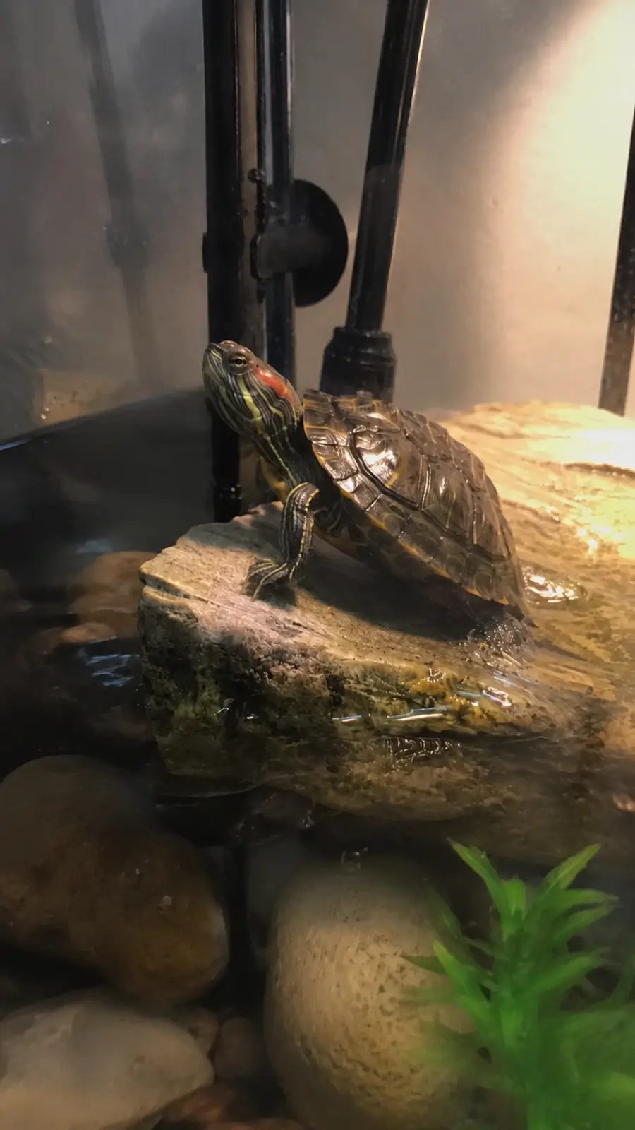 Mochi