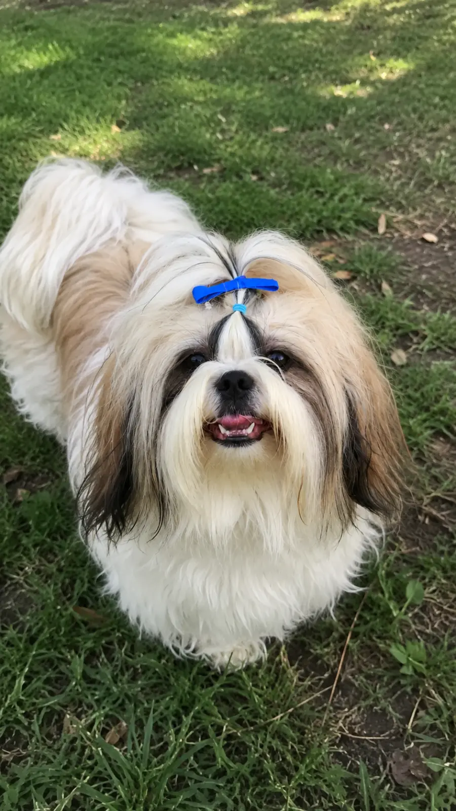 Mimi