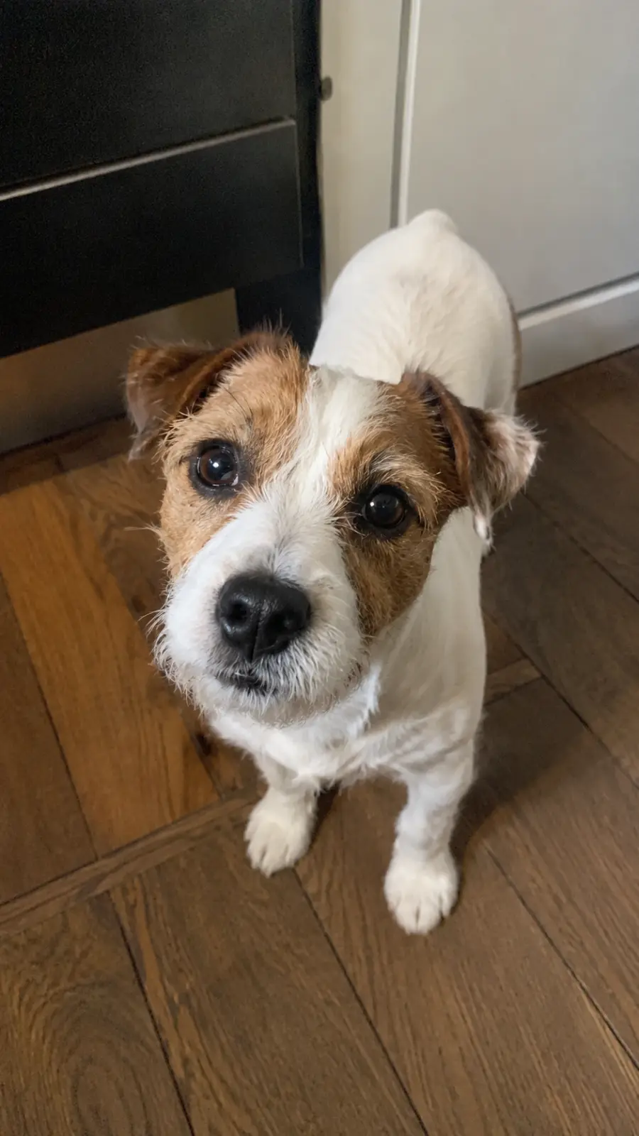 Poppy