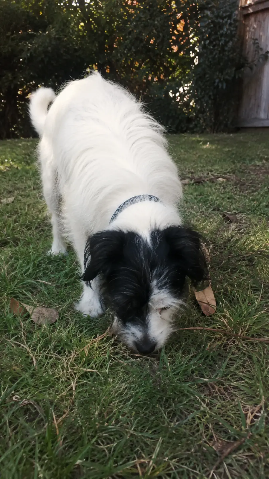 Pepper