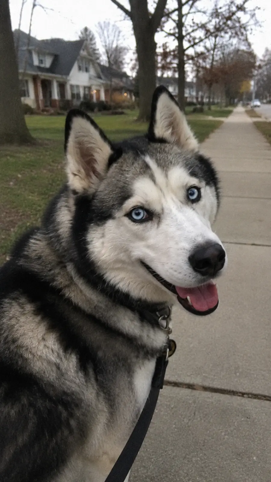 Koda