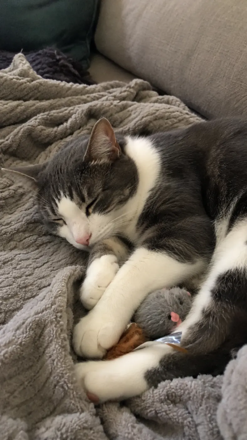 Rosie actually liked the new toy
