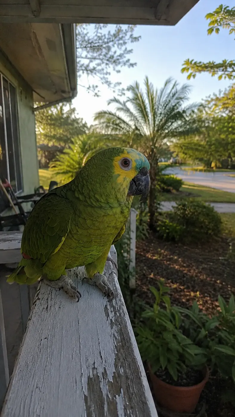 Caught inspecting the porch plants