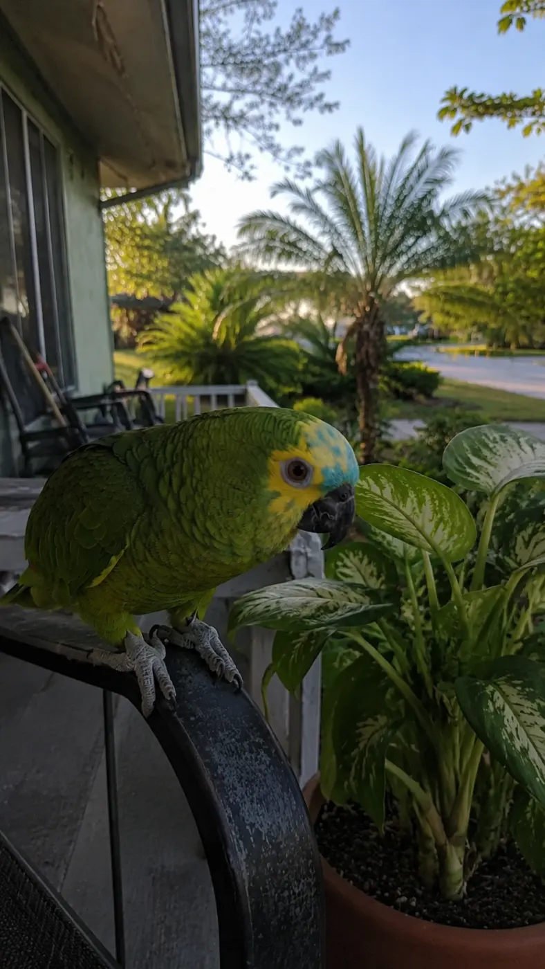 Caught inspecting the porch plants