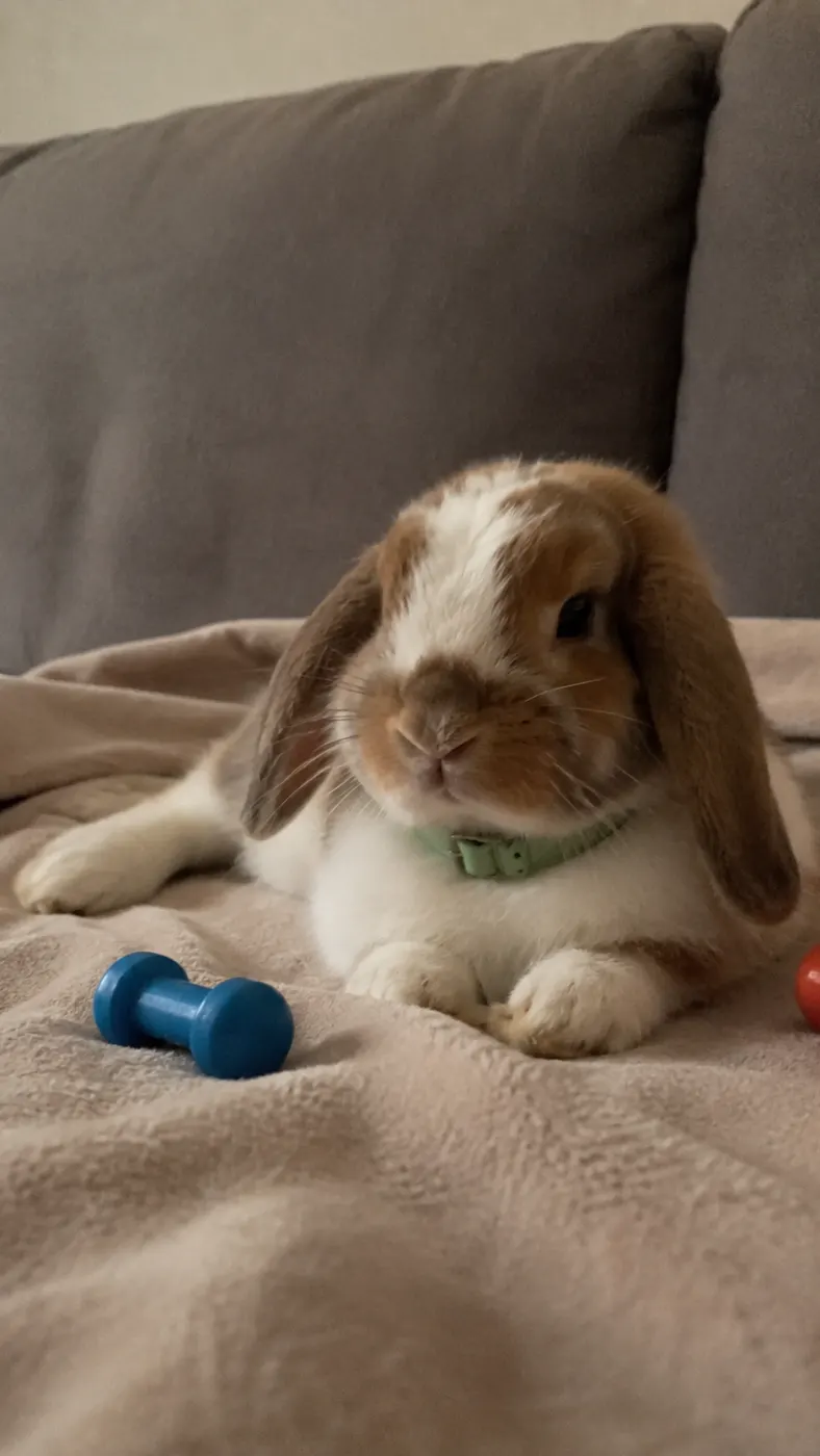 Miso’s Tiny Living Room Adventure