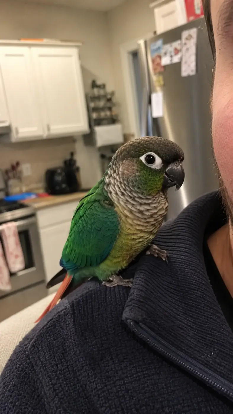 Kiwi’s Kitchen Adventure
