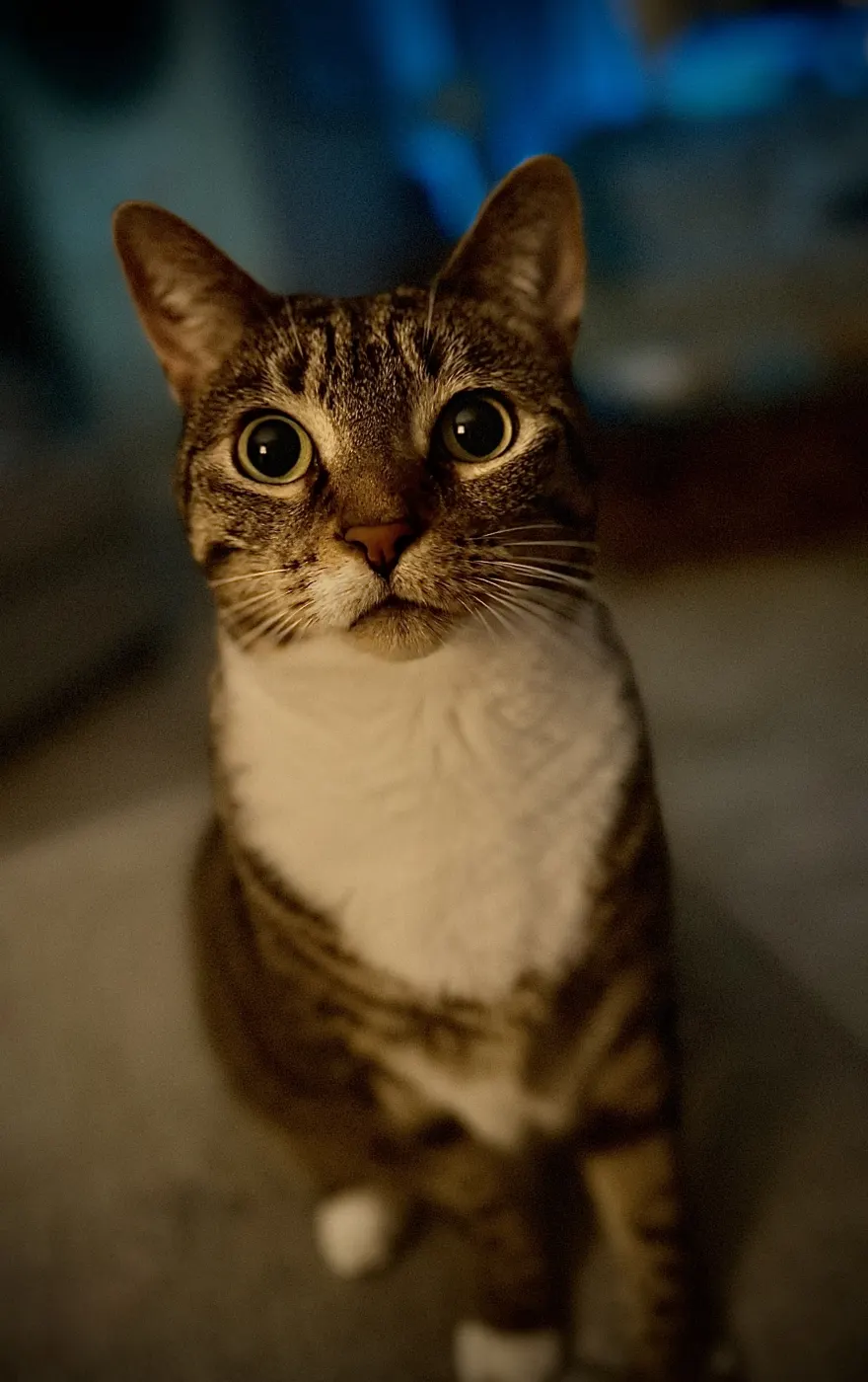 Lola