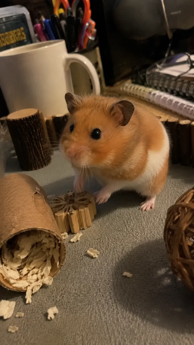 Biscuit’s Snack Routine