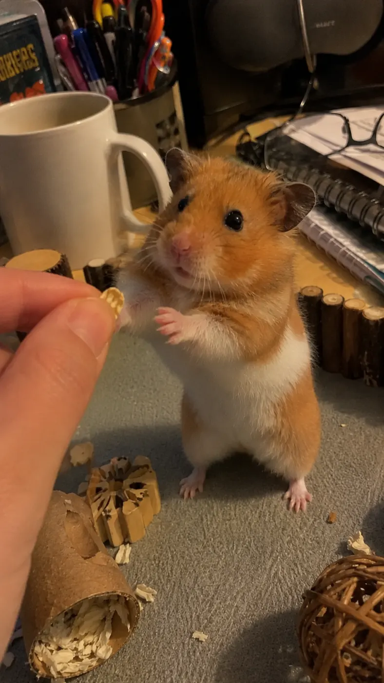 Biscuit