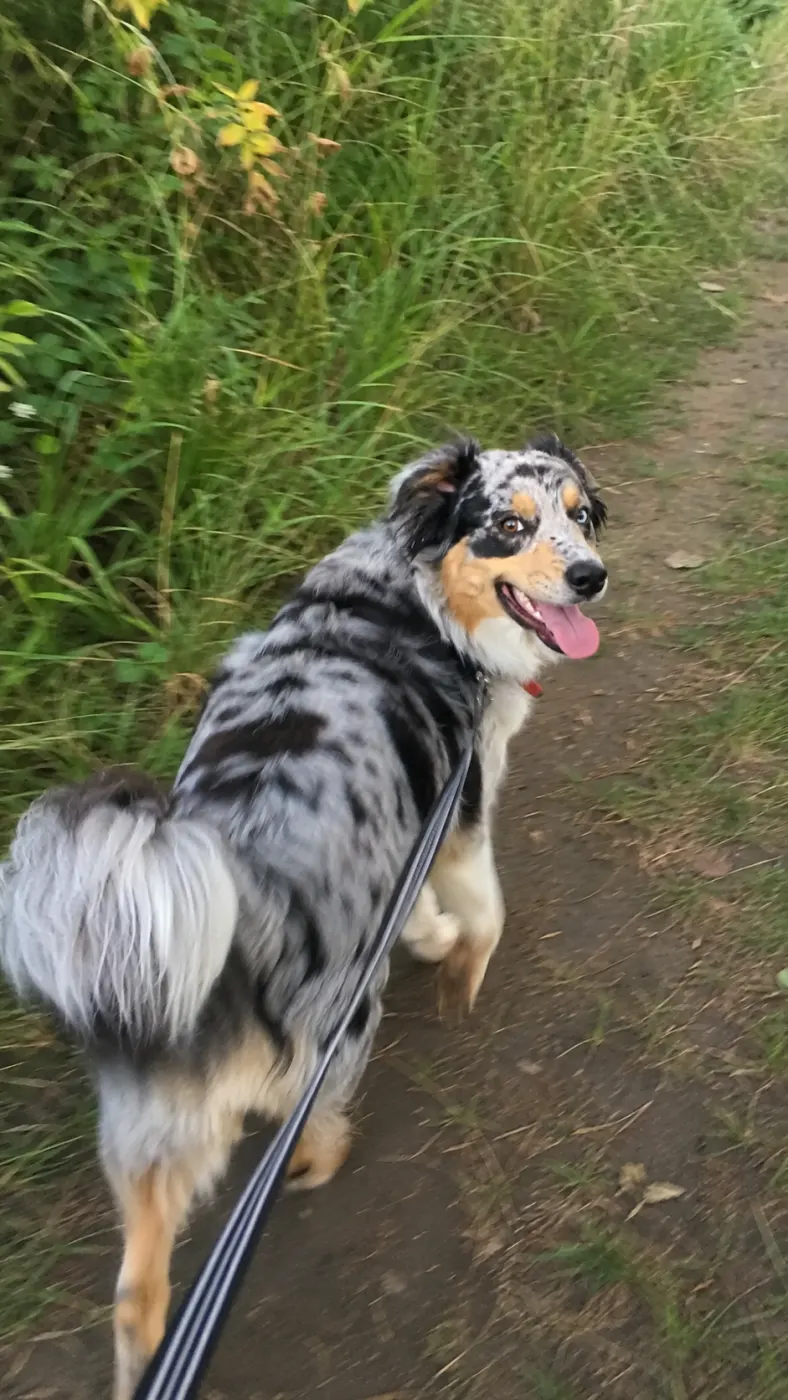 Milo’s Favorite Kind of Walk