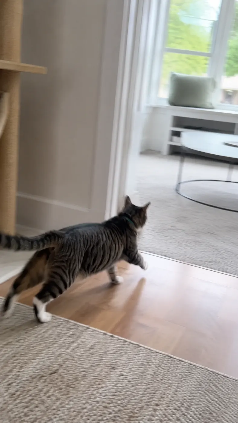 Mabel’s Window Patrol