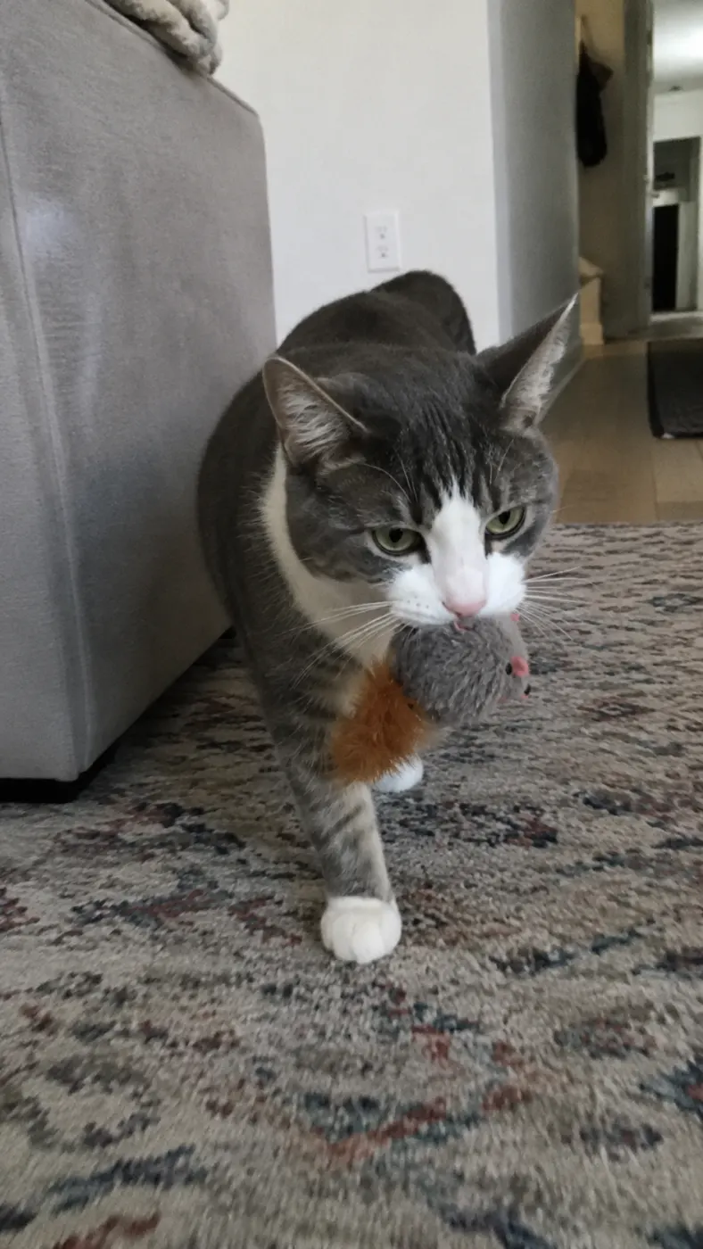 Rosie actually liked the new toy