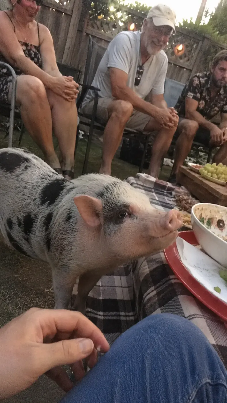 Pickles stole the whole backyard hangout