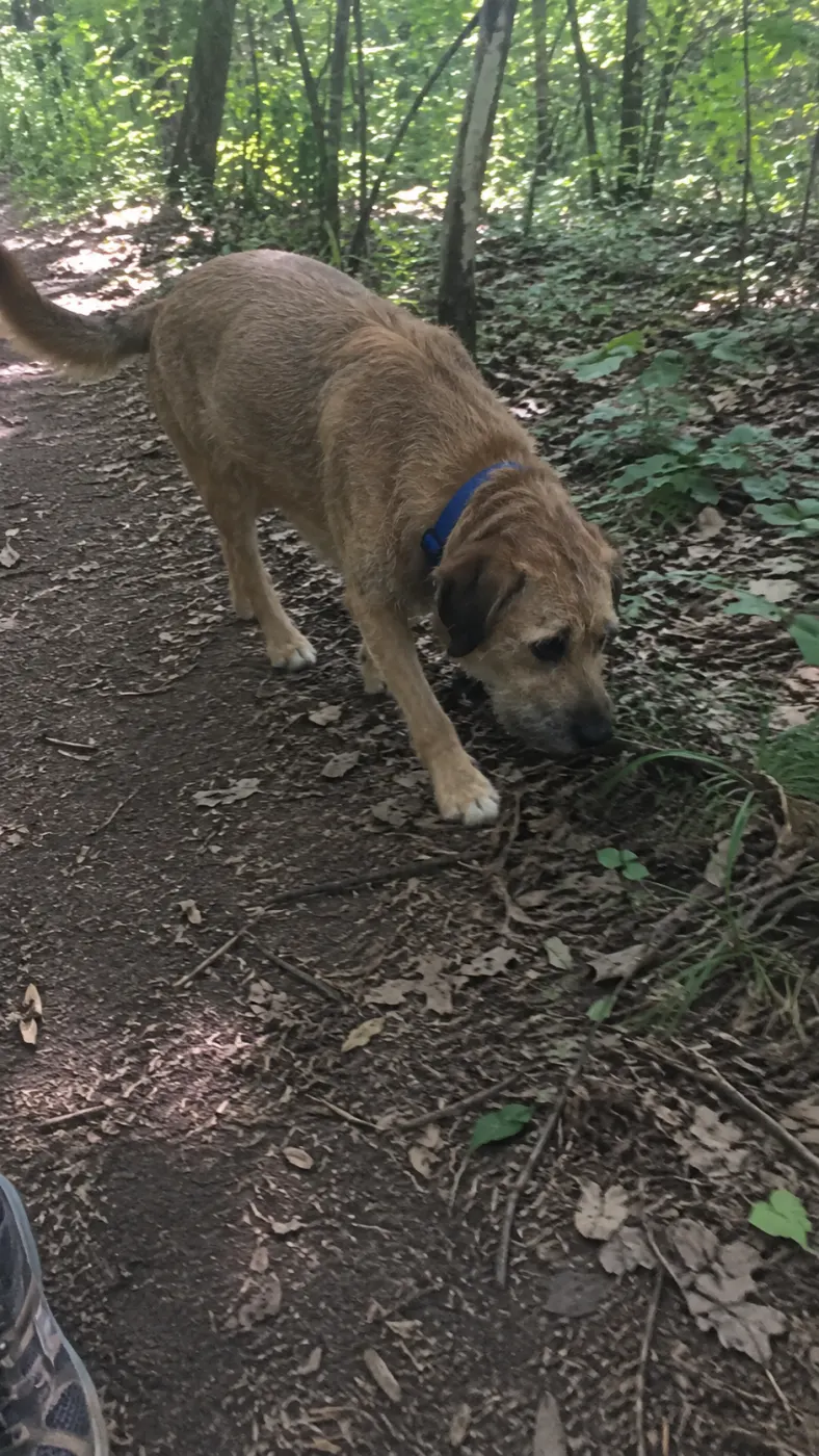 Buddy led the whole hike today
